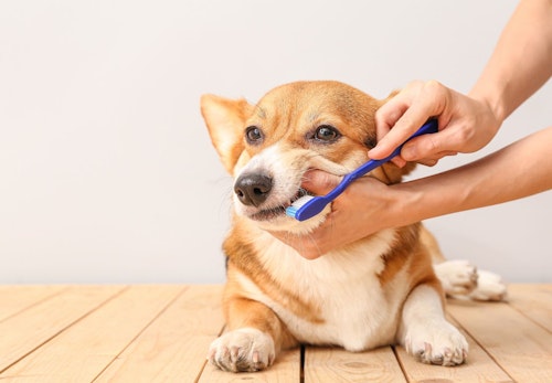 犬の歯磨きのやり方と頻度は 嫌がる際の対処法も解説 獣医師監修 わんクォール 犬の歯磨きのやり方と頻度は 嫌がる際の対処法も解説 獣医師監修 わんクォール