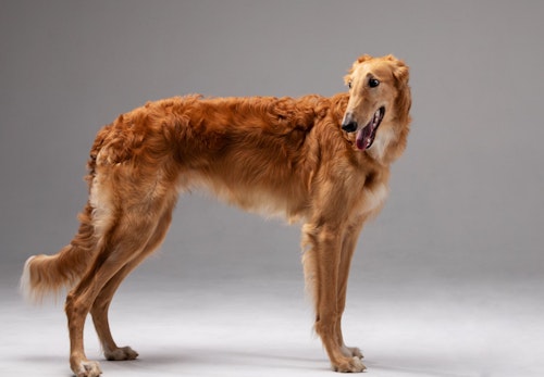 ボルゾイの性格や特徴は 飼い方のコツや寿命 かかりやすい病気について解説 獣医師監修 わんクォール ボルゾイの性格や特徴は 飼い方のコツや寿命 かかりやすい病気について解説 獣医師監修 わんクォール