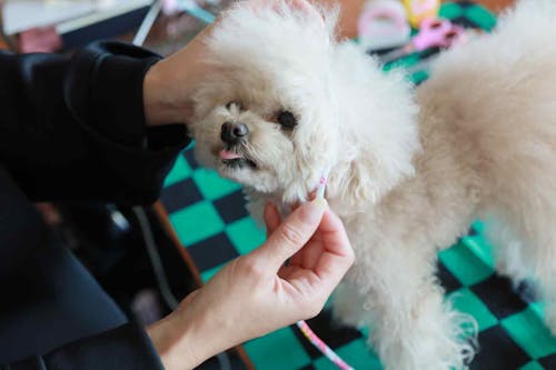 15分で完成 100均アイテムだけで愛犬用の節分のかぶりものを簡単手作り わんクォール
