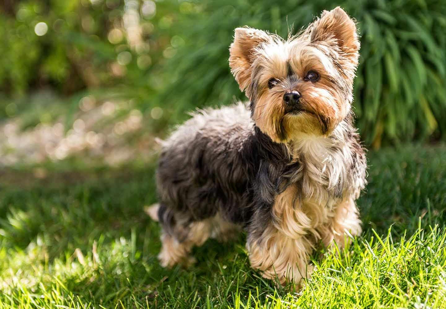 超小型犬＆小型犬の種類とは？犬種ごとの特徴と飼いやすさなどを解説【獣医師監修】|ワンクォール