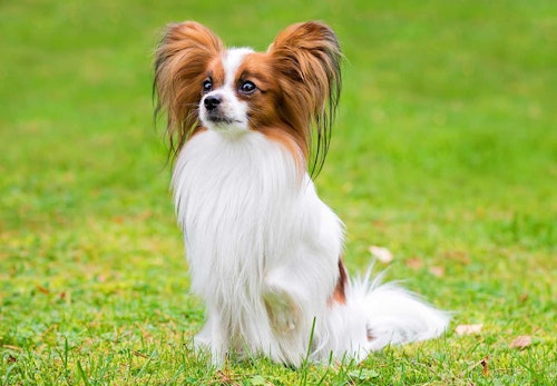 超小型犬 小型犬の種類とは 犬種ごとの特徴と飼いやすさなどを解説 獣医師監修 わんクォール 超小型犬 小型犬の種類とは 犬種ごとの特徴と飼いやすさなどを解説 獣医師監修 わんクォール