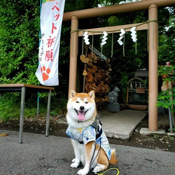 安い 初詣 ペット連れ