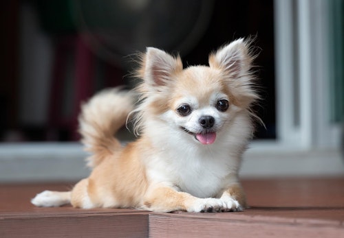 超小型犬 小型犬の種類とは 犬種ごとの特徴と飼いやすさなどを解説 獣医師監修 わんクォール