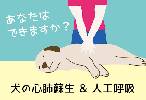 完全保存版 気温差のある時期に注意したい心臓発作 犬の救命救急 心肺蘇生と人工呼吸を知っておこう わんクォール 完全保存版 気温差のある時期に注意したい心臓発作 犬の救命救急 心肺蘇生と人工呼吸を知っておこう わんクォール