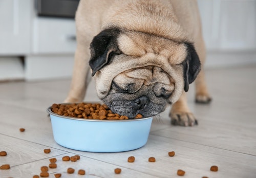 犬にゴマを食べさせても大丈夫 与える際の注意点と栄養素 1日の適量などを解説 獣医師監修 わんクォール 犬にゴマを食べさせても大丈夫 与える際の注意点と栄養素 1日の適量などを解説 獣医師監修 わんクォール