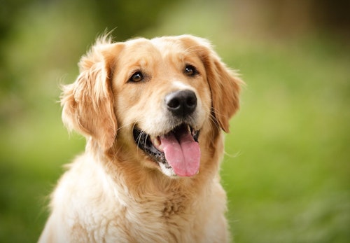 ゴールデン レトリーバーの平均寿命は何歳 長生きさせる秘訣について解説 獣医師監修 わんクォール ゴールデン レトリーバーの平均寿命は何歳 長生きさせる秘訣について解説 獣医師監修 わんクォール