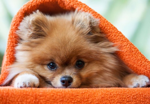 ポメラニアンにはキツネ顔とたぬき顔がある 見分け方と特徴を解説 獣医師監修 わんクォール