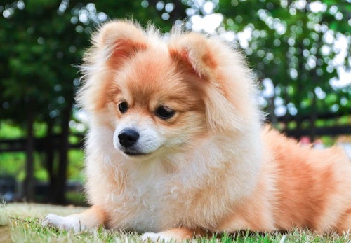 ポメラニアンにはキツネ顔とたぬき顔がある 見分け方と特徴を解説 獣医師監修 わんクォール