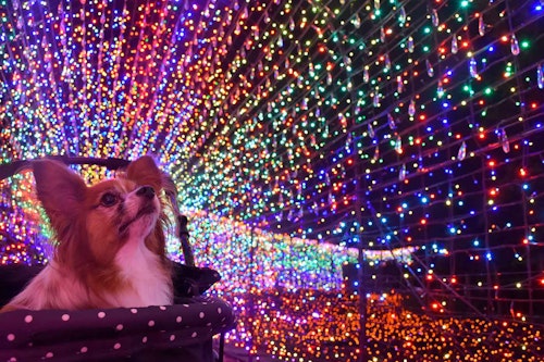 愛犬とイルミ 関東エリアのおすすめイルミネーション11選 心も照らすイベントに愛犬と一緒に出かけよう わんクォール 愛犬とイルミ 関東エリアのおすすめイルミネーション11選 心も照らすイベントに愛犬と一緒に出かけよう わんクォール