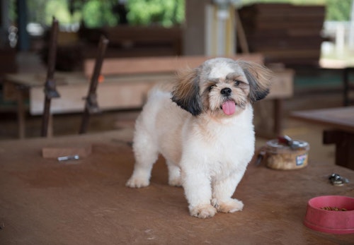 超小型犬 小型犬の種類とは 犬種ごとの特徴と飼いやすさなどを解説 獣医師監修 わんクォール 超小型犬 小型犬の種類とは 犬種ごとの特徴と飼いやすさなどを解説 獣医師監修 わんクォール