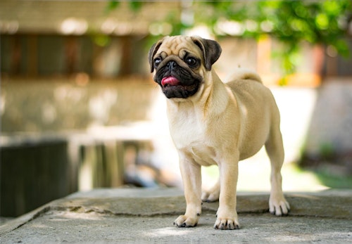 超小型犬 小型犬の種類とは 犬種ごとの特徴と飼いやすさなどを解説 獣医師監修 わんクォール 超小型犬 小型犬の種類とは 犬種ごとの特徴と飼いやすさなどを解説 獣医師監修 わんクォール