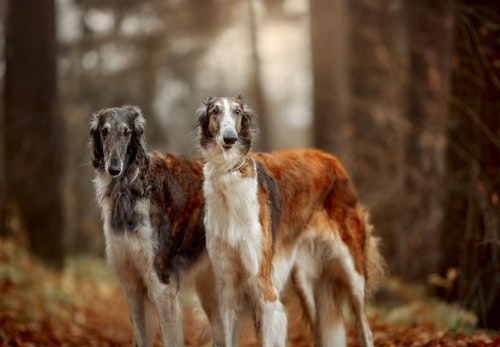 ボルゾイの性格や特徴は 飼い方のコツや寿命 かかりやすい病気について解説 獣医師監修 わんクォール ボルゾイの性格や特徴は 飼い方のコツや寿命 かかりやすい病気について解説 獣医師監修 わんクォール