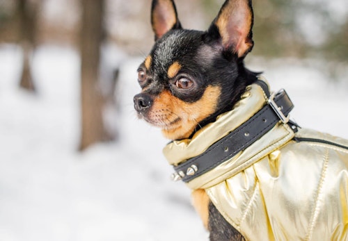 冬に犬を散歩させる際の注意点とは？寒さ対策と散歩後のケアを解説【獣医師監修】