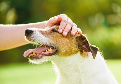 犬が喜ぶ撫で方 触り方は ストレスを感じさせないコツを解説 獣医師監修 わんクォール 犬が喜ぶ撫で方 触り方は ストレスを感じさせないコツを解説 獣医師監修 わんクォール