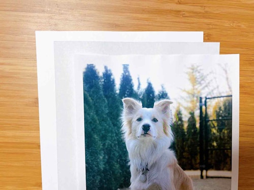 誰でもカンタン写すだけ おうち時間に100均アイテムで うちの子を描いてみよう わんクォール 誰でもカンタン写すだけ おうち時間に100均アイテムで うちの子を描いてみよう わんクォール