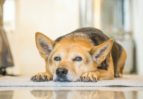 犬に餅を与えても大丈夫 喉に詰まらせる危険性や誤飲時の対処法などを解説 獣医師監修 わんクォール 犬に餅を与えても大丈夫 喉に詰まらせる危険性や誤飲時の対処法などを解説 獣医師監修 わんクォール