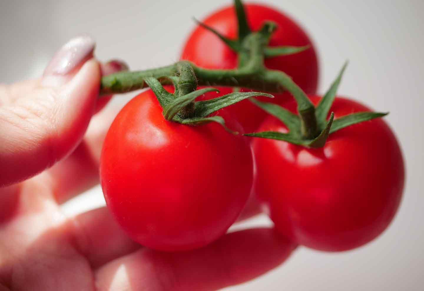 愛犬手作りごはんレシピ　トマトの栄養