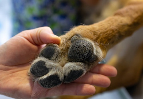 犬の肉球がカサカサに 乾燥する原因とケアの仕方について解説 獣医師監修 わんクォール