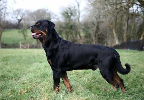 ロットワイラーの性格や特徴は 飼い方やしつけのコツ かかりやすい病気などを解説 獣医師監修 わんクォール ロットワイラーの性格や特徴は 飼い方やしつけのコツ かかりやすい病気などを解説 獣医師監修 わんクォール