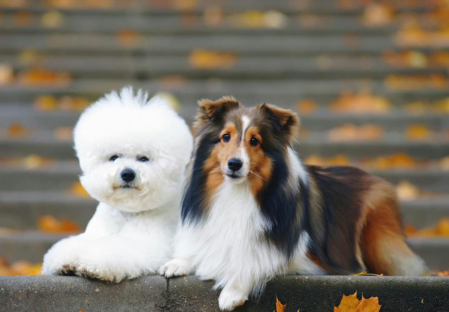 家で飼ってるデカイ犬の毛