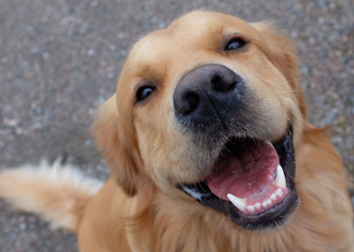 犬の歯周病の症状とは？原因や治療法、歯磨きなどの予防のためのケアを解説【獣医師監修】
