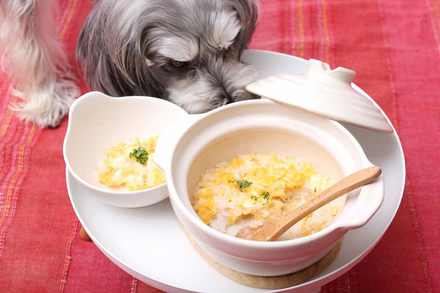 米から 炊いたごはんで作る 卵のおかゆ 愛犬も喜ぶ胃腸の疲れ 食欲不振に効くレシピ わんクォール