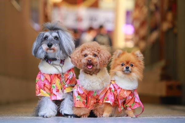 愛犬と行ける神社　大阪府『少彦名神社』