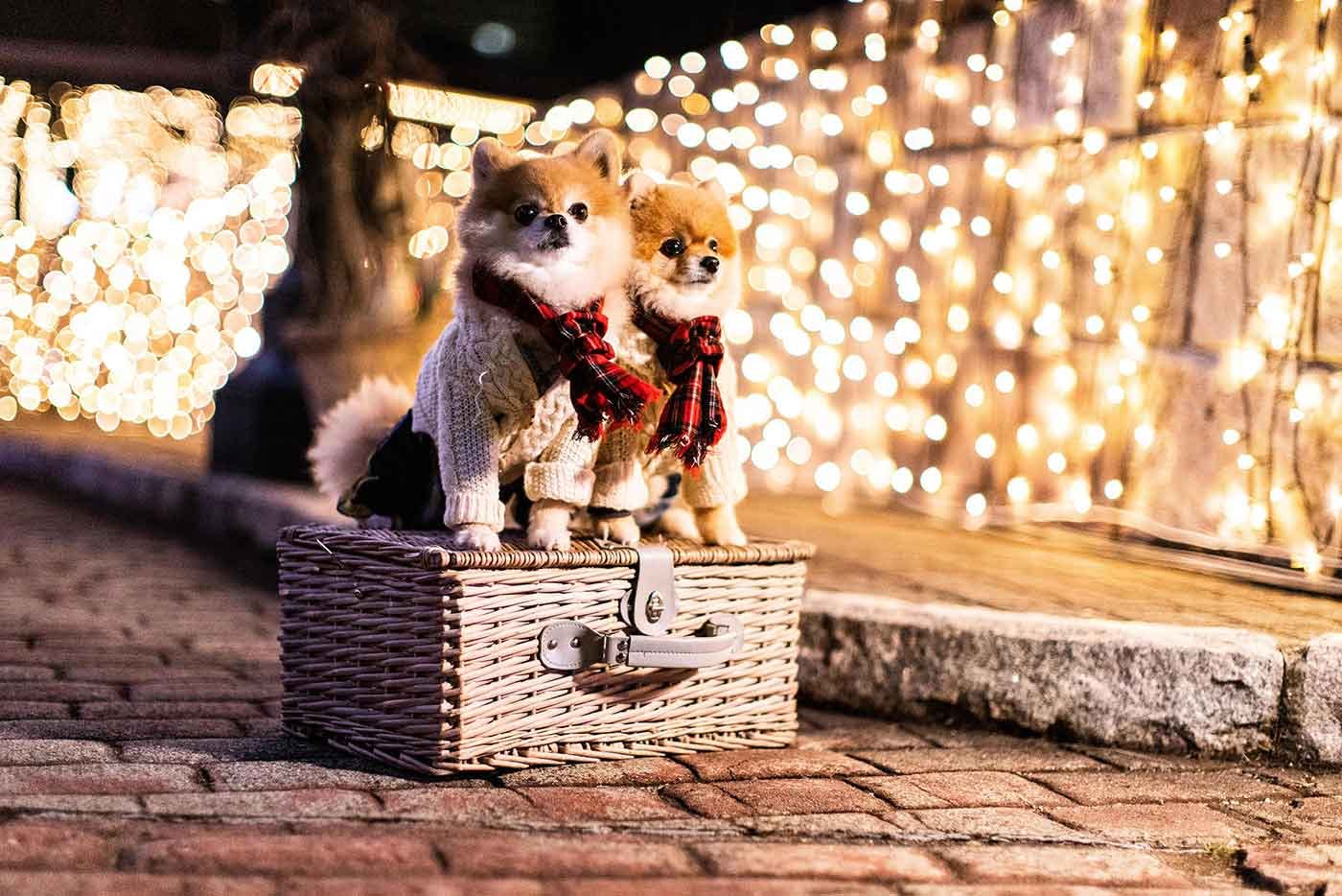 【愛犬とイルミ】西日本エリアのイルミネーションスポット9選！心も照らすイベントに愛犬と出かけよう