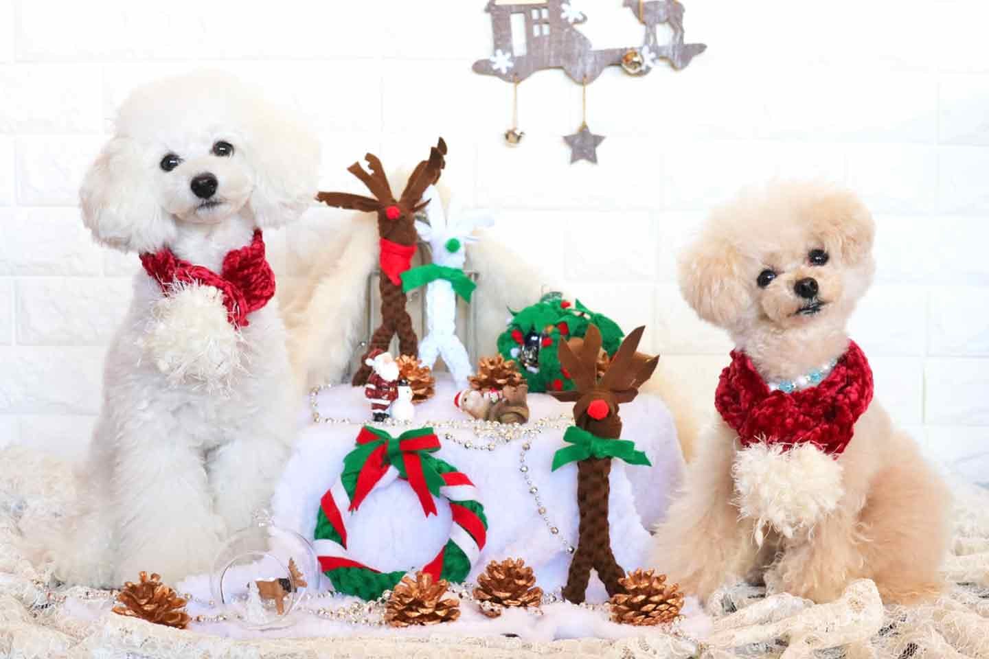 【クリスマス】愛犬がかじって遊べるおもちゃをプチプラ材料で手作りしよう！〜リース＆トナカイ〜