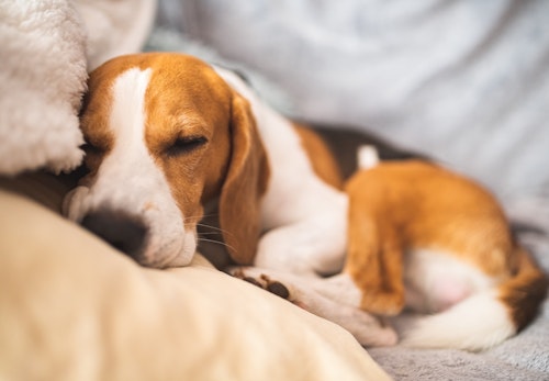 犬は一緒に寝る人を選んでいる 判断の基準と選ばれるためのコツを解説 獣医師監修 わんクォール 犬は一緒に寝る人を選んでいる 判断の基準と選ばれるためのコツを解説 獣医師監修 わんクォール