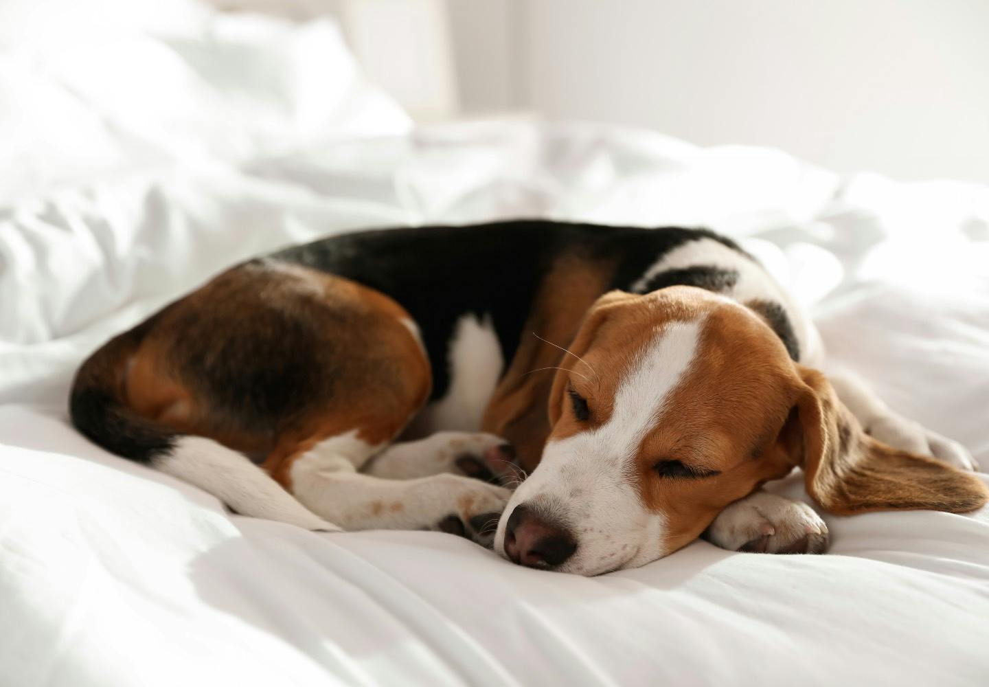 犬は一緒に寝る人を選んでいる？判断の基準と選ばれるためのコツを解説【獣医師監修】
