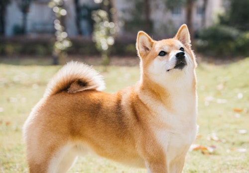 柴犬のしつけは難しい しつけのコツと注意点を解説 獣医師監修 わんクォール 柴犬のしつけは難しい しつけのコツと注意点を解説 獣医師監修 わんクォール