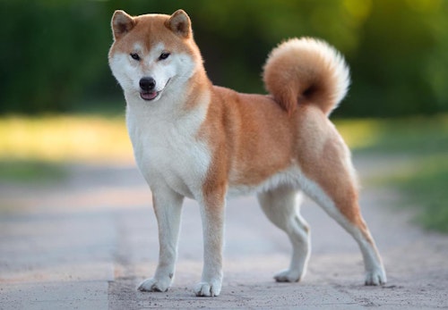 超小型犬 小型犬の種類とは 犬種ごとの特徴と飼いやすさなどを解説 獣医師監修 わんクォール