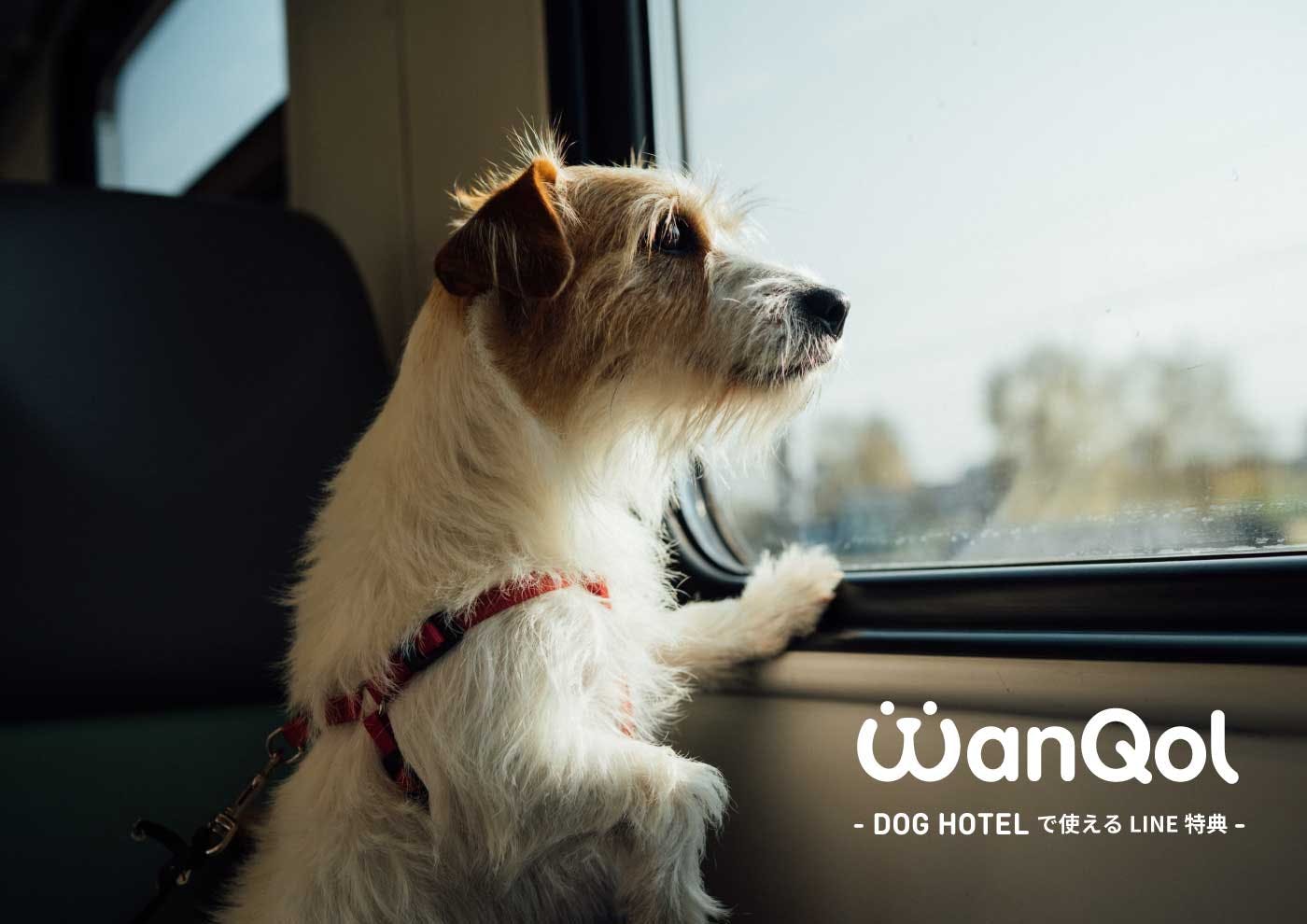 【保存版】ドッグカフェ・ドッグホテルで使えるWanQol特典まとめ!-2021-