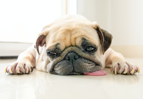 犬に海苔は食べさせて大丈夫 与え方や適量 注意点について解説 獣医師監修 わんクォール 犬に海苔は食べさせて大丈夫 与え方や適量 注意点について解説 獣医師監修 わんクォール