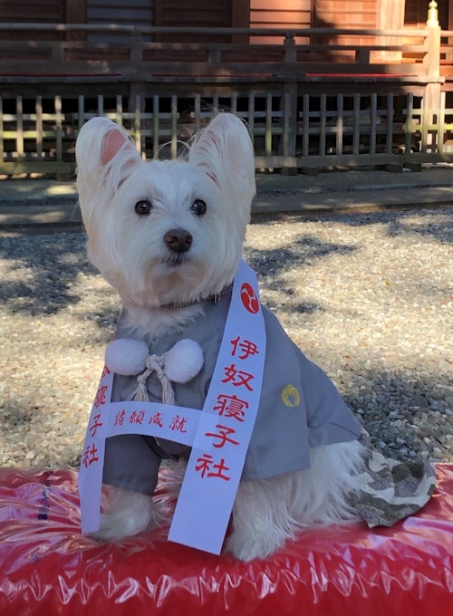 神奈川県『座間神社』にきた犬
