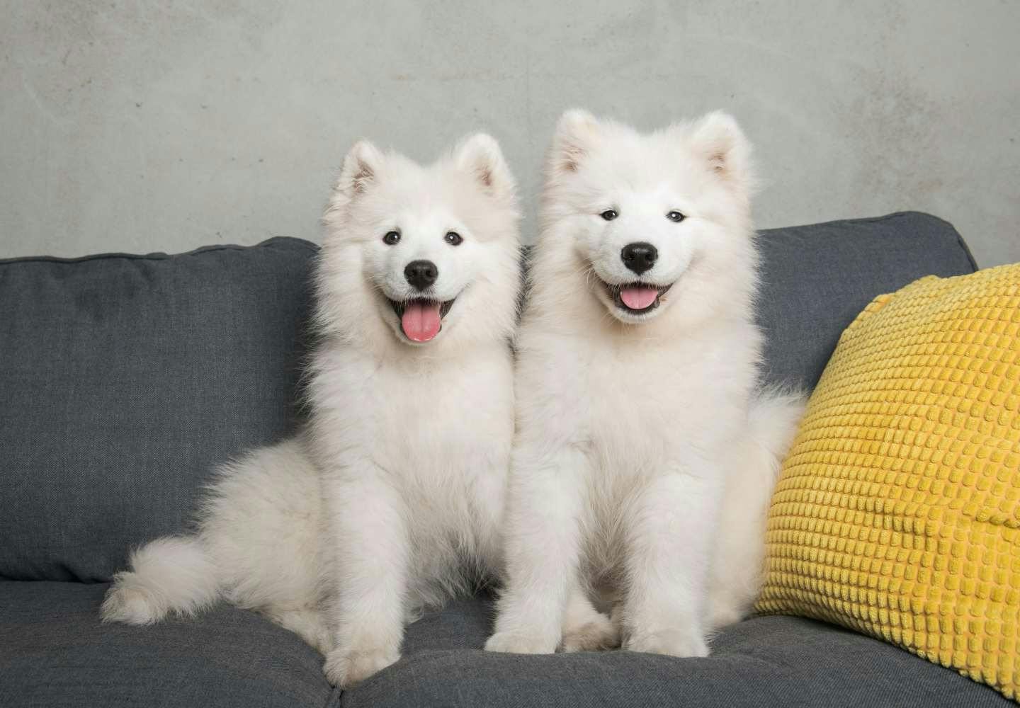 サモエドの性格や特徴は？飼い方のコツやしつけを始める時期、平均寿命