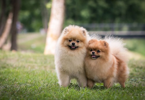ポメラニアンにはキツネ顔とたぬき顔がある 見分け方と特徴を解説 獣医師監修 わんクォール