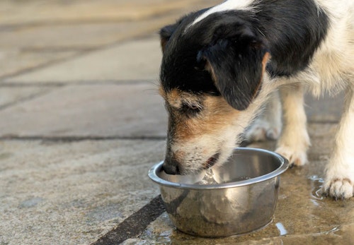 犬が水を飲まない理由とは？病院に行くべき症状や対処法を解説【獣医師監修】