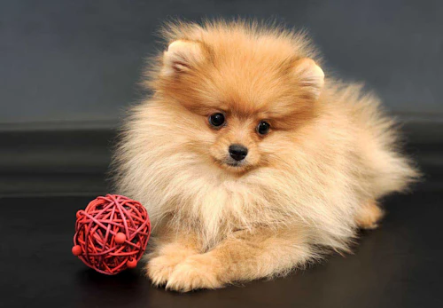 超小型犬 小型犬の種類とは 犬種ごとの特徴と飼いやすさなどを解説 獣医師監修 わんクォール 超小型犬 小型犬の種類とは 犬種ごとの特徴と飼いやすさなどを解説 獣医師監修 わんクォール