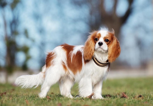 超小型犬 小型犬の種類とは 犬種ごとの特徴と飼いやすさなどを解説 獣医師監修 わんクォール 超小型犬 小型犬の種類とは 犬種ごとの特徴と飼いやすさなどを解説 獣医師監修 わんクォール