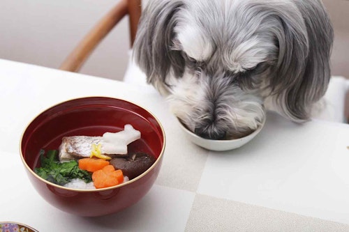 年始の献立 簡単なのに本格的な愛犬用のお雑煮 食べ慣れた食材をお正月仕様にアップグレードさせてみた わんクォール 年始の献立 簡単なのに本格的な愛犬用のお雑煮 食べ慣れた食材をお正月仕様にアップグレードさせてみた わんクォール