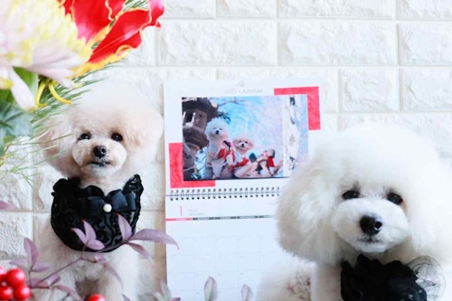 毎日見たくなる『愛犬フォトカレンダー』を手作り！市販品のアレンジするだけ！いつでも思い出が楽しめる♪