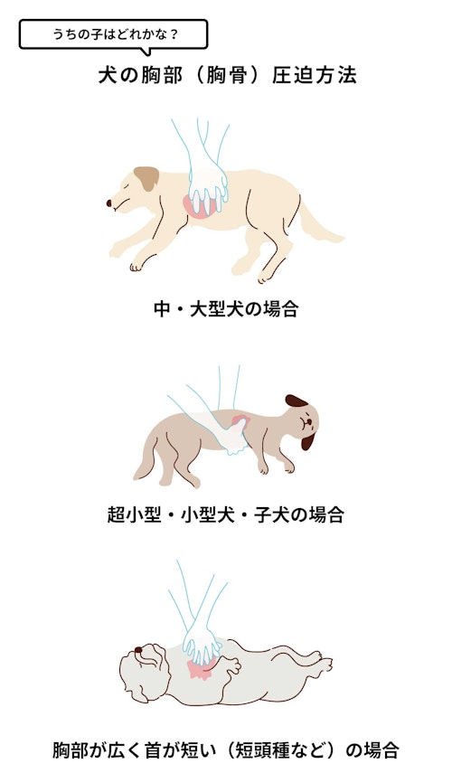 完全保存版 気温差のある時期に注意したい心臓発作 犬の救命救急 心肺蘇生と人工呼吸を知っておこう わんクォール 完全保存版 気温差のある時期に注意したい心臓発作 犬の救命救急 心肺蘇生と人工呼吸を知っておこう わんクォール