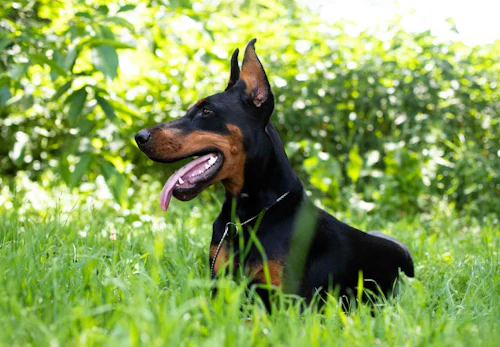 ドーベルマンの性格や特徴は 飼い方のコツや寿命 かかりやすい病気などを解説 獣医師監修 わんクォール ドーベルマンの性格や特徴は 飼い方のコツや寿命 かかりやすい病気などを解説 獣医師監修 わんクォール