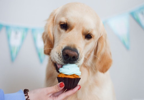 犬に生クリームを与えても大丈夫 注意点と代用品について解説 獣医師監修 わんクォール 犬に生クリームを与えても大丈夫 注意点と代用品について解説 獣医師監修 わんクォール