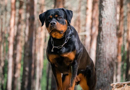 ロットワイラーの性格や特徴は 飼い方やしつけのコツ かかりやすい病気などを解説 獣医師監修 わんクォール ロットワイラーの性格や特徴は 飼い方やしつけのコツ かかりやすい病気などを解説 獣医師監修 わんクォール