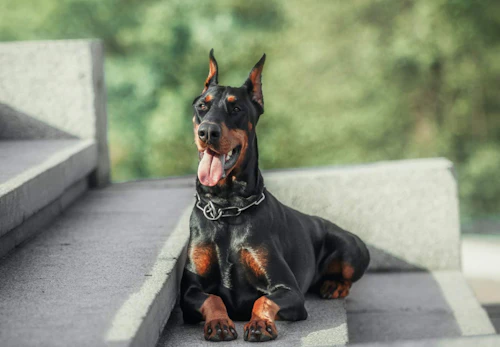 ドーベルマンの性格や特徴は 飼い方のコツや寿命 かかりやすい病気などを解説 獣医師監修 わんクォール ドーベルマンの性格や特徴は 飼い方のコツや寿命 かかりやすい病気などを解説 獣医師監修 わんクォール