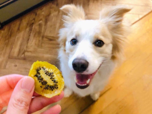 簡単 犬用おやつ 手作りドライフルーツ の作り方 電子レンジでチンするだけ わんクォール 簡単 犬用おやつ 手作りドライフルーツ の作り方 電子レンジでチンするだけ わんクォール