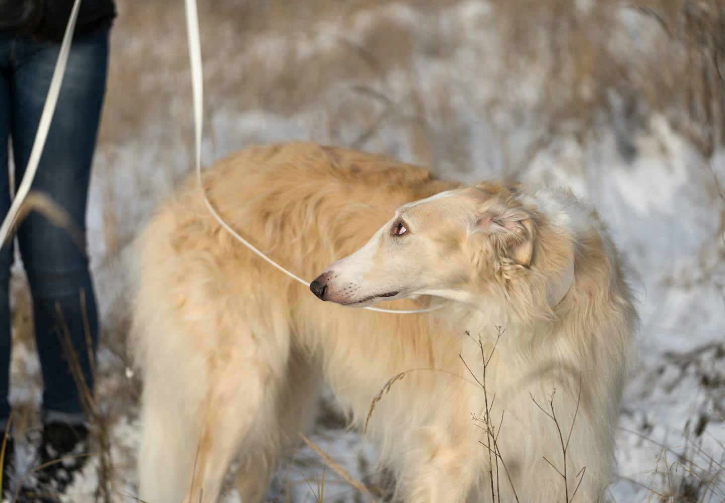 ボルゾイの性格や特徴は？飼い方のコツや寿命、かかりやすい病気
